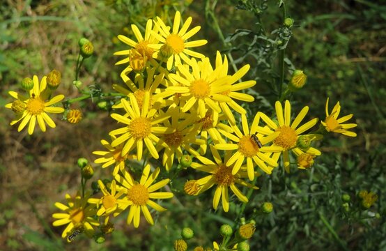 Yellow Ragwort flowers in the meadow, closeup