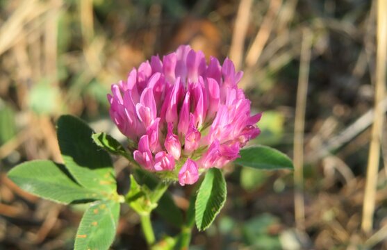Beautiful purple clover flower in the meadow, closeup