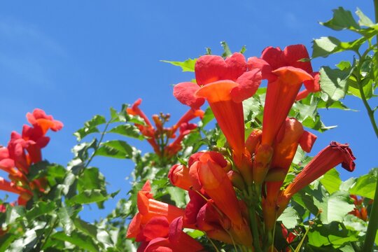 Red Campsis tecoma flowers in the garden, closeup