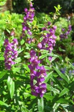 Purple Angelonia flowers in the meadow