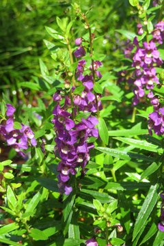 Purple Angelonia flowers in the meadow, closeup