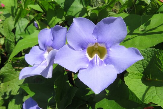 Beautiful blue Thunbergia grandiflora flowers in tropical garden