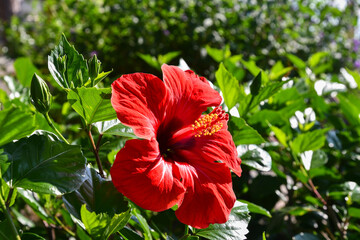 Close up of a vibrant red hibiscus rosa sinensis flower in full bloom with green leaves in Alassio, Liguria, Italy © Simona Sirio