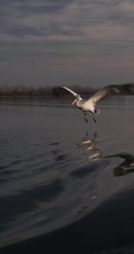Beautiful Dalmatian pelican flying at the sunset with blue sky at the background