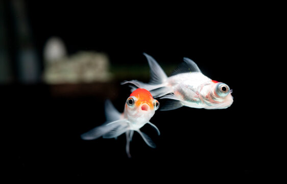 Telescope Eye Goldfish Swimming in Aquarium Tank with Funny Curious Facial Expressions