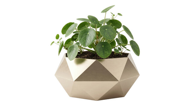 Pilea peperomioides houseplant in geometric gold pot, Chinese money plant in metallic planter, modern indoor greenery on white background