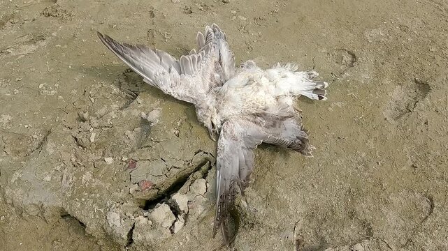 Dead bird lying at the bottom of a dried-up riverbed. Close-up. Severe hydrological drought. Ecological disaster. Consequence of climate change. 