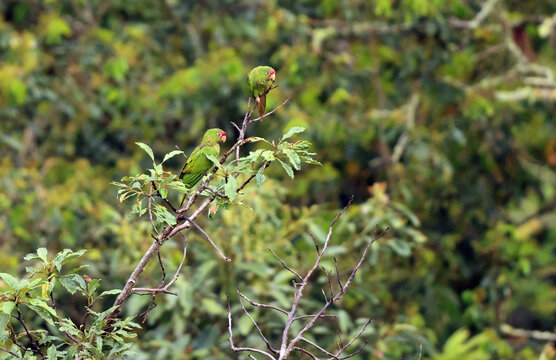 The mitred parakeet (Psittacara mitratus), also known as the mitred conure in aviculture, is a species of bird in subfamily Arinae of the family Psittacidae. This photo was taken in North Peru.