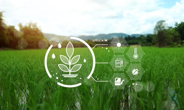 Smart farming concept with digital technology interface over a lush green rice field. Precision agriculture icons for IoT sensors, weather, and crop monitoring representing modern sustainable farming.