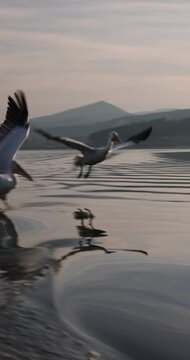 Beautiful Dalmatian pelican flying at the sunset with blue sky at the background