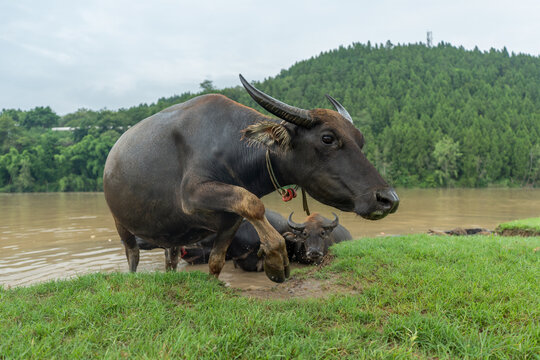 Large Herd of Water Buffalo Emerging from a River in Pengan County, Sichuan, China