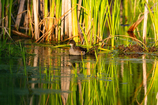 Side view of juvenile sora or&nbsp;Carolina crake&nbsp;(Porzana carolina)&nbsp;seen wading in marsh during a summer morning, Neuville, Qu&eacute;bec, Canada