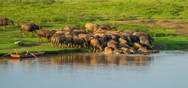 Herd of Water Buffalo Entering a River at Sunset in Pengan County, Sichuan, China