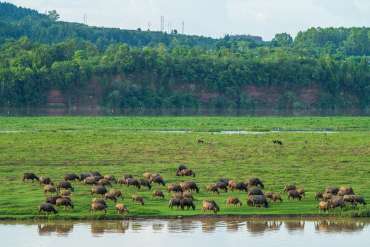 Water Buffalo Herd Grazing on Riverside Grassland in Pengan County, Sichuan, China