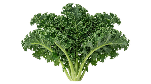 Fresh Curly Kale PNG Isolated on Transparent Background for Healthy Food