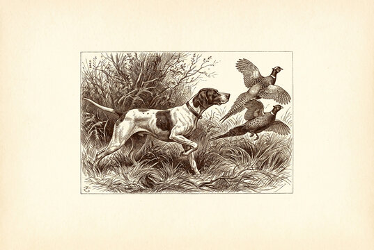 Vintage Pointer Dog Chasing Pheasants in Detailed Hunting Engraving