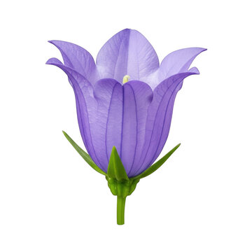 Purple bellflower blossom with green stem and leaves on black campanula bloom