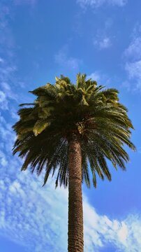 Low angle view of a tall majestic palm tree with green fronds reaching into clear blue sky.