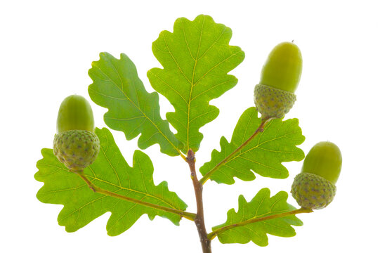 Bl&auml;tter von einem Eichenbaum mit Eicheln isoliert &uuml;ber wei&szlig;em Hintergrund