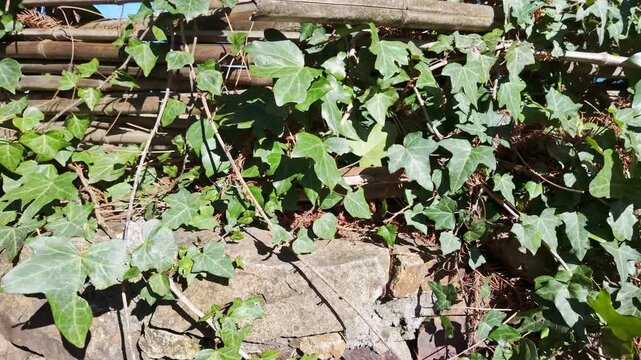 Fresh green ivy leaves climb over old wooden timbers and stone wall in sunny garden.