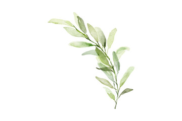 Fototapeta premium Watercolor green leafy branch botanical illustration isolated on white background with hand painted botanical isolated