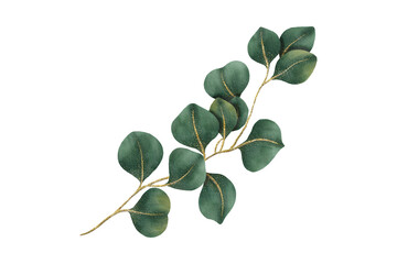 Watercolor eucalyptus branch with green leaves isolated on white background eucalyptus watercolor botanical isolated © pixcelstudiopro