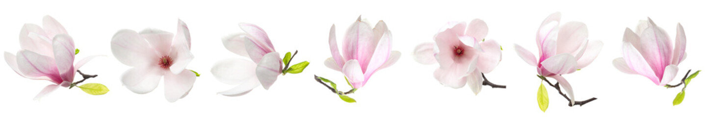 Delicate pink magnolia flowers isolated on white, set © New Africa