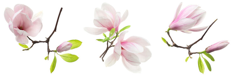 Pink magnolia flowers isolated on white, set © New Africa