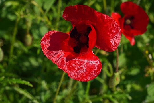 Red or common poppy, or Papaver rhoeas, wild flower in the spring