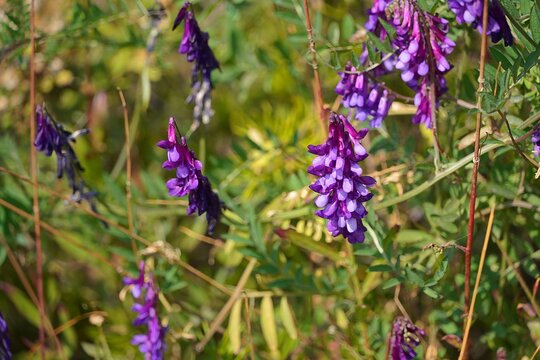 Hairy vetch, or Vicia villosa, or cracca flowers, at springtime