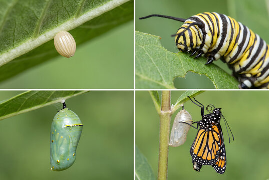 Monarch butterfly lifecycle on milkweed leaves collage