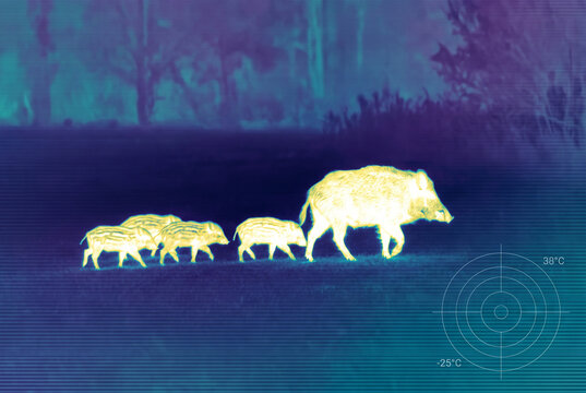 Thermal Imaging Wild Boar Family in Night Vision Scan