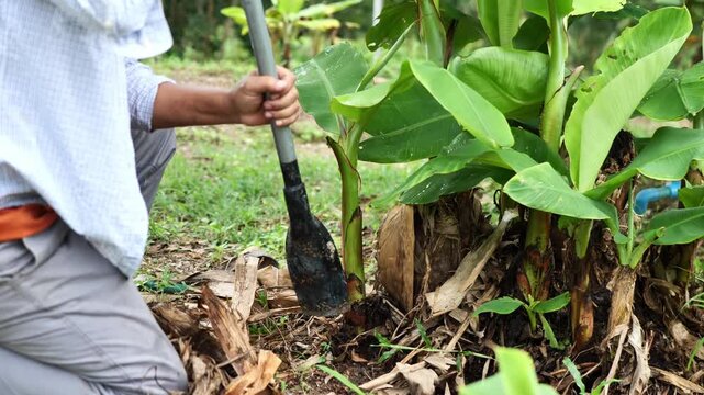Traditional banana propagation through sucker transplantation shows practical sustainable farming, connecting agricultural knowledge with nature, environmental care, self-sufficient food production, a