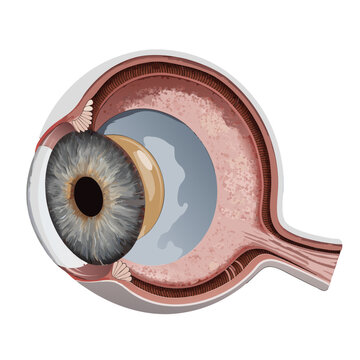 3D Vector Illustration of Human Eye Layers and Anatomical Structure