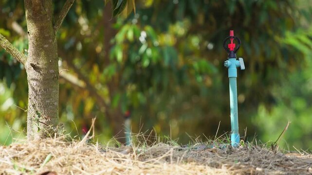 Water pipes connected to sprinkler irrigation in a durian orchard illustrate efficient agricultural water management, crop care, irrigation technology, and responsible use of natural resources.