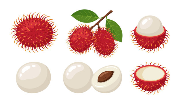 Rambutan Fruit Illustration Set with Fresh Whole and Cut Tropical Fruits, Seeds, Leaves, and Spiky Red Skins for Food Designs