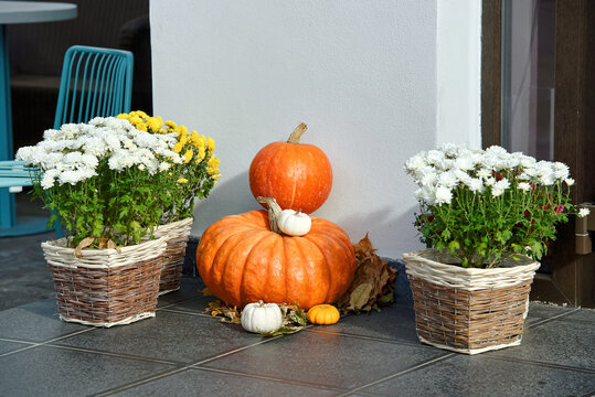 Autumn porch decor, orange pumpkins and potted white chrysanthemums in wicker baskets resting on dark floor tiles against white wall. Pumpkins and mini gourds creating warm inviting patio decoration