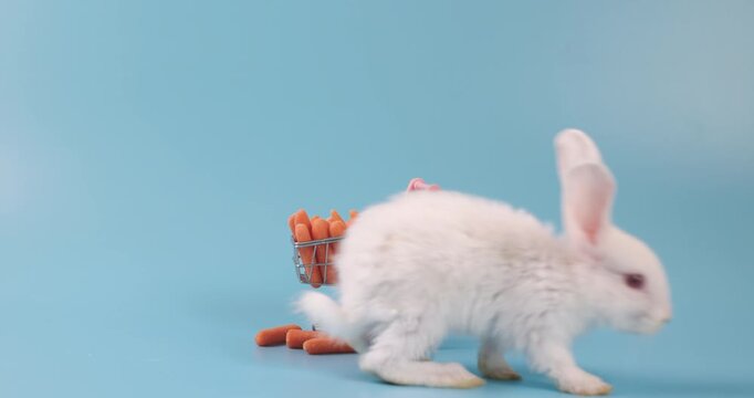 A Lovely bunny easter fluffy baby white rabbit, healthy baby rabbit eat carrot with a shopping cart of vetgetable on blue nature background.