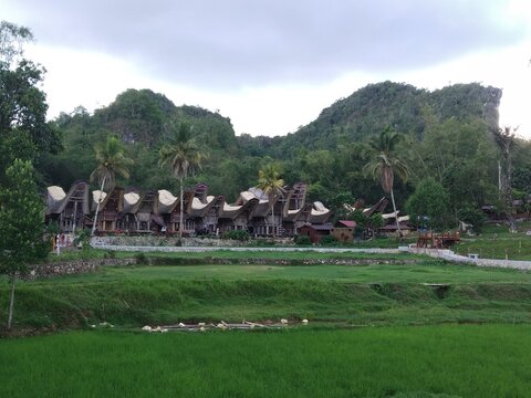 rice terraces Toraja indonesia