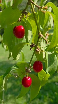 Reife rote Kornelkirschen (Cornus mas), gr&uuml;ne Bl&auml;tter, Bayern Deutschland
