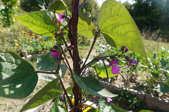 Purple pole bean plant blooming in a sunny organic garden, showing vibrant pink flowers and green leaves growing on a vine
