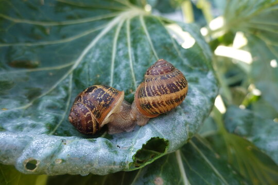 Garden snails reproducing on a green cabbage leaf, demonstrating the biology of gastropod mating in nature