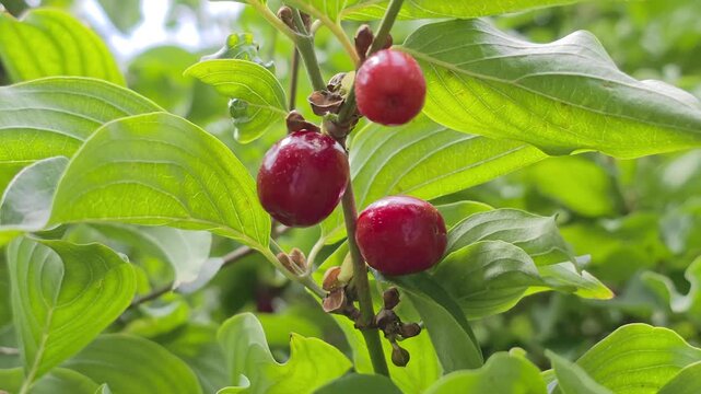 Reife rote Kornelkirschen (Cornus mas), gr&uuml;ne Bl&auml;tter, Bayern Deutschland