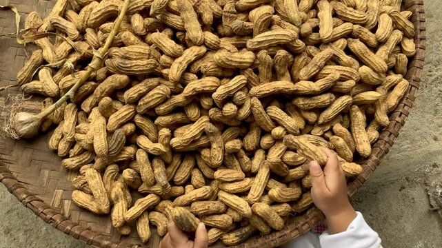 Child playing with groundnut in a woven basket, high angle video clip