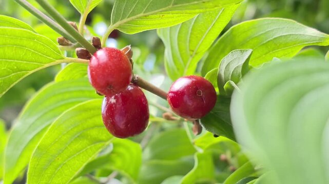 Reife rote Kornelkirschen (Cornus mas), gr&uuml;ne Bl&auml;tter, Bayern Deutschland