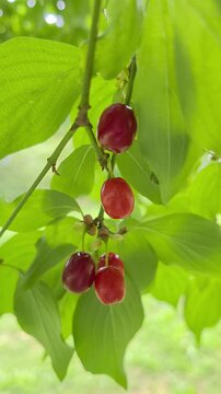 Reife rote Kornelkirschen (Cornus mas), gr&uuml;ne Bl&auml;tter, Bayern Deutschland