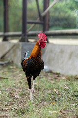 Vibrant rooster strides through grassy enclosure. Red comb stands proud against glossy feathers. Natural light highlights feathered details and sturdy legs © anton