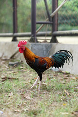 Vibrant rooster strides through grassy enclosure. Red comb stands proud against glossy feathers. Natural light highlights feathered details and sturdy legs © anton