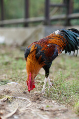 Vibrant rooster strides through grassy enclosure. Red comb stands proud against glossy feathers. Natural light highlights feathered details and sturdy legs © anton
