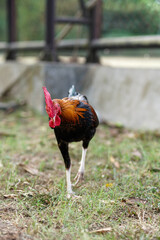 Vibrant rooster strides through grassy enclosure. Red comb stands proud against glossy feathers. Natural light highlights feathered details and sturdy legs © anton